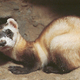 Illustration for article titled Cockblocked By A Ferret!